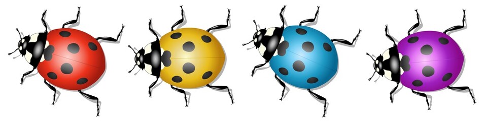 Bannière avec quatre coccinelles de différentes couleurs sur fond blanc