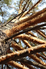 pine branches Background evergreen coniferous tree trunk green fir-needles sun-drenched against bright blue clear sky 