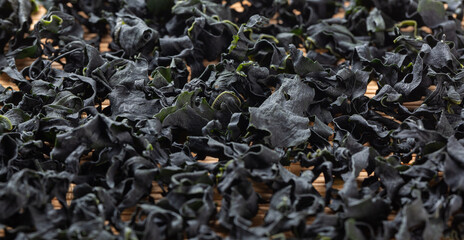 Dehydrated Sea mustard on white background，Undaria pinnatifida Suringar