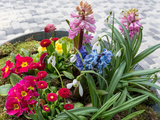 Bright spring flowers - primroses, hyacinths, snowdrops on the street