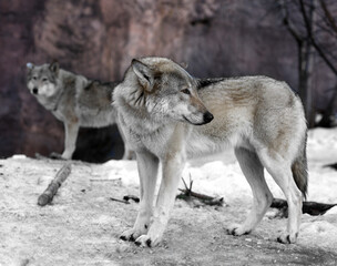 Couple of Eurasian wolves (Canis lupus lupus) in early spring. (Focus on head)