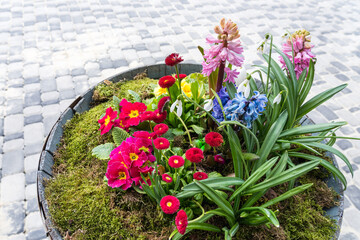Decorative barrel with spring flowers - primrose, hyacinths, and daisies