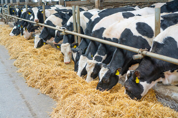 Cowshed. Dairy cows in a farm. Cows eating  fresh hay. © Dmytro