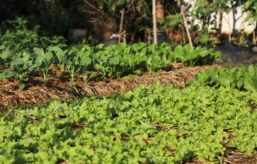 Organic green oak, Chinese kale and cos growing in backyard garden.