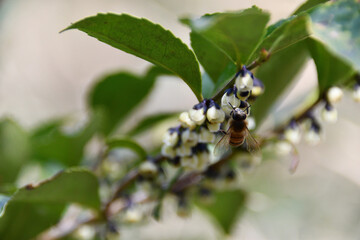 ヒサカキの花にとまる蜜蜂