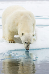Obraz na płótnie Canvas Male Polar bear standing at the edge of the ice in the Arctic
