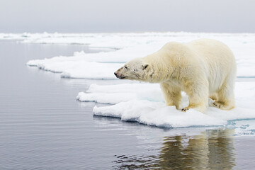 Obraz na płótnie Canvas Male Polar bear standing at the edge of the ice in the Arctic