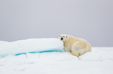 Obraz na płótnie Canvas Polar bear lazing about on the Arctic ice