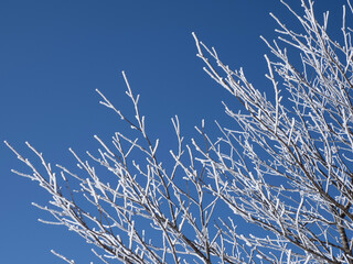 snow covered branches