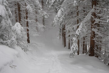 Schneeschuhwanderung Farrenpoint