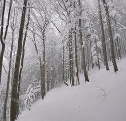 Fototapeta na wymiar Schneeschuhwanderung Farrenpoint