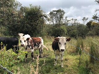 cows in a meadow