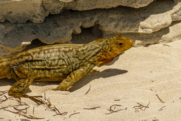 Sandy Cay Iguana, Sandy Cay Exuma, Bahamas