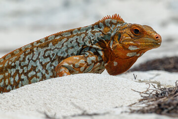 Sandy Cay Iguana, Sandy Cay Exuma, Bahamas