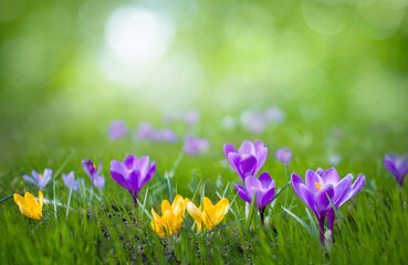 Beautiful Nature Spring Background