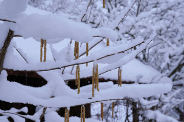 Haselstrauch im Spätwinter