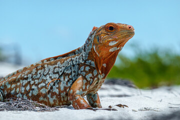 Sandy Cay Iguana, Sandy Cay Exuma, Bahamas
