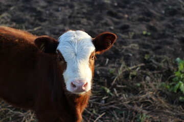 photograph of funny calf red white head baby cow cattle with pink nose looking at the camera in sunset light  © Tungalag