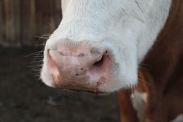cow pink nose snout close-up photograph of fluffy red white cow bull with wet nostrils