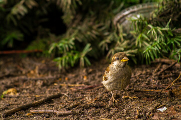 Portrait of a swamp sparrow in Central Park