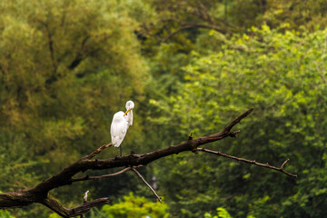 A great egret on the branch of a tree in Central Park