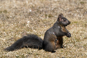 Squirrel missing hair on face and body, probably mange, a parasite. On a beautiful spring day but...