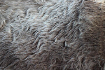 Animal fur texture Background hair gray color