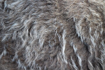 Animal fur texture Background hair gray color
