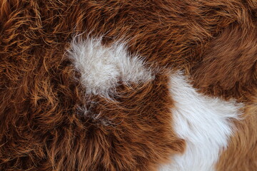 Animal fur texture Background fluffy hair color red and white