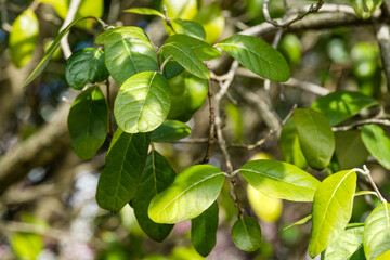 Evergreen leaves of Feijoa sellowiana (Acca Sellowiana), feijoa, pineapple guava or guavasteen. Close-up of green leaf in spring Arboretum Park Southern Cultures in Sirius (Adler) Sochi.