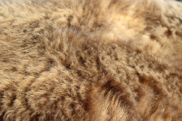 Animal fur texture Background hair brown caramel color