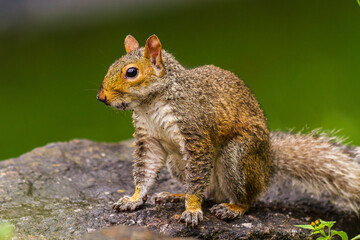 Profile of an Eastern gray squirrel (Sciurus carolinensis) standing on a rock on blurred green background in Central Park, New York City