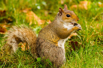 Naklejka na ściany i meble Profile of an Eastern gray squirrel (Sciurus carolinensis) eating nuts at Central Park in New York City