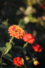 red and yellow flower