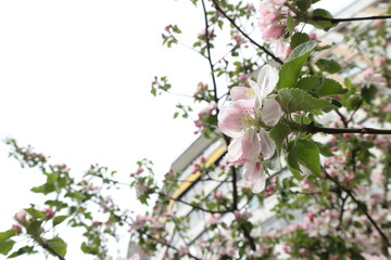 Blooming apple tree in spring. Flowers on the branches of a tree.