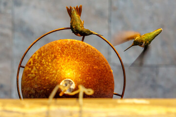 Hummingbirds in Action