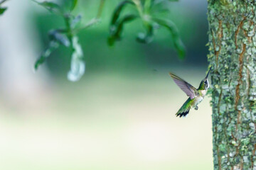 Hummingbirds in Action