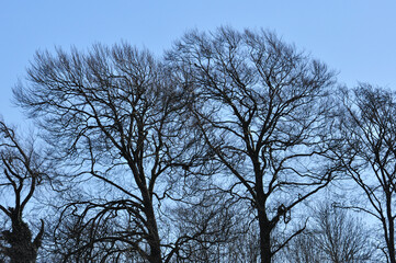 Winter Trees in Silhouette