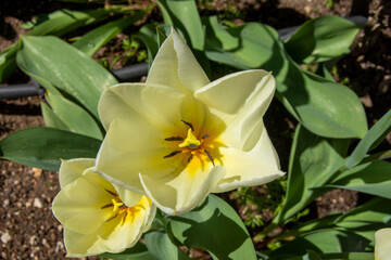 Lilium, azucena en primavera