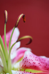 Pink lily in close up with rich burgundy background