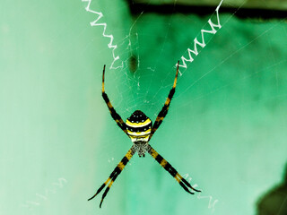 spider