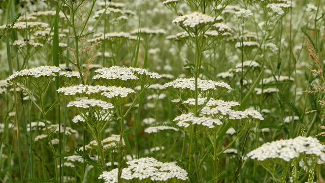 meadow is full of white yarrow flowers