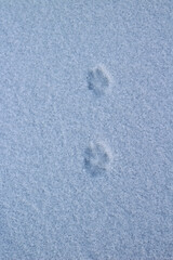Wild Animal Paws Footprints on White Snow Ice Surface in Wildlife 