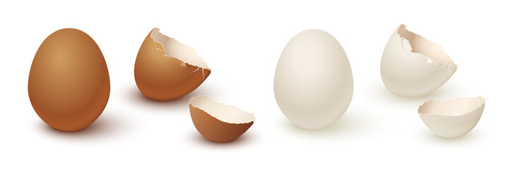 Egg and broken empty eggshell isolated on white background. Vector realistic white and brown eggs.