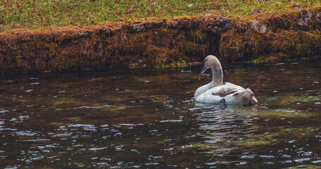 swan on the lake