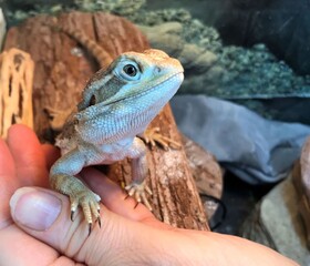 A cute pet lizard is about to step on the hand of the owner. The species of the lizard is rankin's dragon or lawson's dragon (pogona henrylawsoni). Selective focus. 