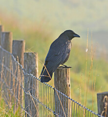 crow on fence