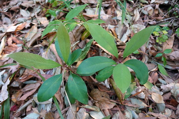 Anneslea fragrans Wall tree (Pentaphyllaceae) in the nature.