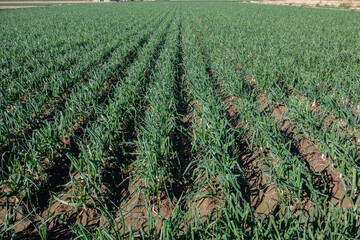 field of onions in their harvest time in the garden