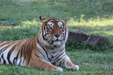 Fototapeta na wymiar Enorme tigre de bengala